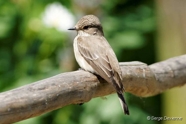 d275ogm_DSC02194dar_DxO_raw.jpg - Gobemouche gris.