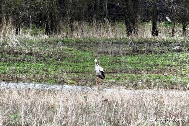 d280DSC00258ro_DxO_raw.jpg - Cigogne blanche (zone humide Sita - Lewarde 31/03/2011).