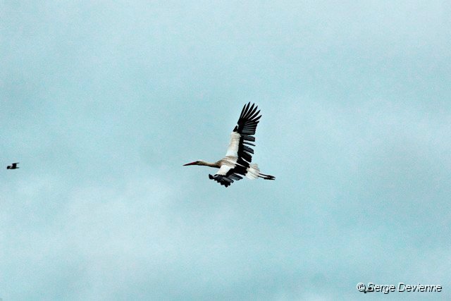 d280DSC00270ro_DxO.jpg - Cigogne blanche (zone humide Sita - Lewarde 31/03/2011).