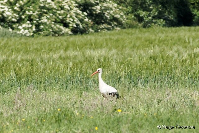 d280DSC02941_DxOro_raw.jpg - Cigogne blanche (zone humide Sita - Lewarde 25/05/2011).