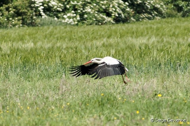 d280DSC02942_DxOro_raw.jpg - Cigogne blanche (zone humide Sita - Lewarde 25/05/2011).
