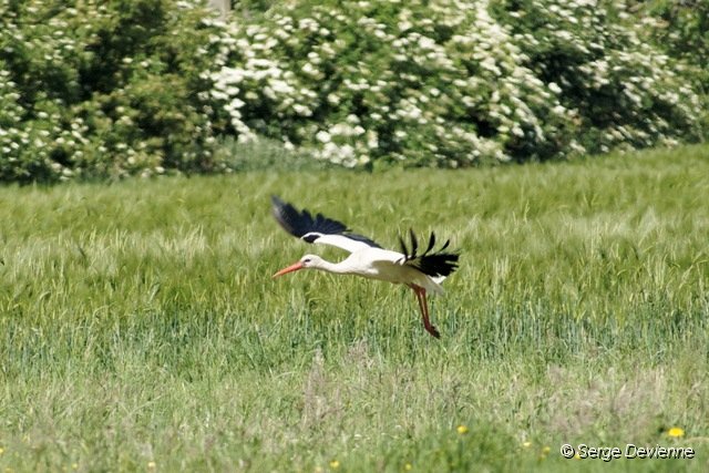 d280DSC02943_DxOro_raw.jpg - Cigogne blanche (zone humide Sita - Lewarde 25/05/2011).