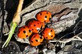 d224DSC09724_DxOnps