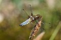 d237ad_DSC01896r_DxO
