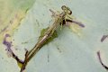 d242z2_DSC03627_DxO