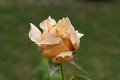 d245ro_DSC03927_DxO