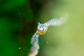 d251omb_DSC03171d_DxO