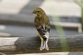d252ove_DSC02127r_DxO