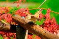 d253opf_DSC00871d