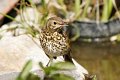 d254ogm_DSC02775_DxO_raw