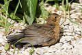 d256omn_DSC02019r_DxO