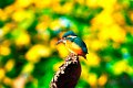 d258omp_DSC05874d_DxO