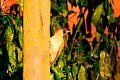 d260DSC01039rr_DxO