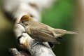 d270oftnf_DSC04176r_DxO