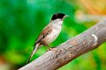 d271oftnm_DSC02565dr_DxO
