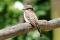 d275ogm_DSC02194dar_DxO_raw
