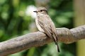 d275ogm_DSC02203r_DxO
