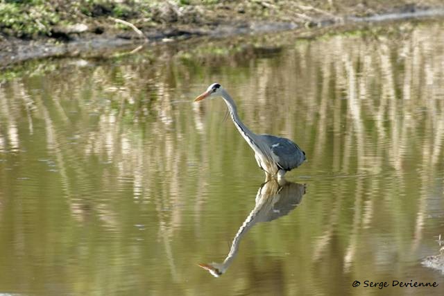 M1206_007DSC00550_GF.jpg - Héron cendré - Marais de Bonnance