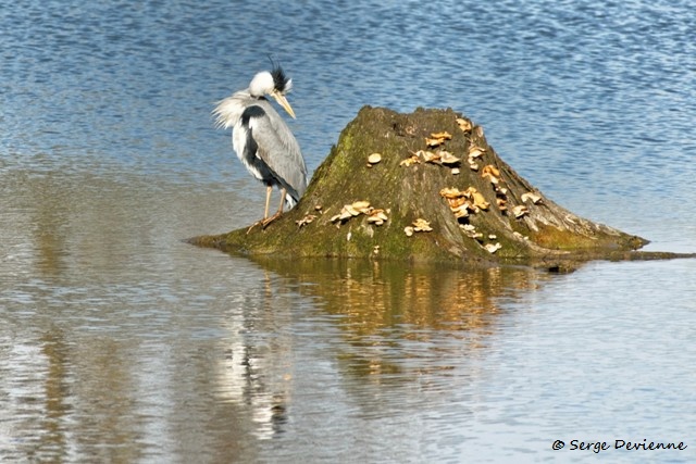 M1206_007DSC00698_GF.jpg - Héron cendré - Marais de Bonnance