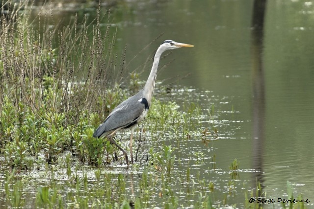 M1206_007DSC00837_GF.jpg - Héron cendré - Marais de Bonnance