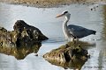 M1206_006DSC00591_GF