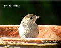 08-03DSCNftn4125r