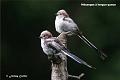 22zjer_DSC09863dtx