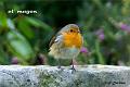 36DSC00479dtp