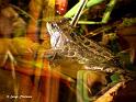 DSCN9930rw