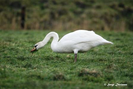 uitpo7502DSC03146.JPG - Cygne tuberculé