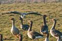 uitpo7202NatureBlankenberge018w