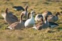 uitpo7205NatureBlankenberge010w