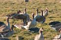 uitpo7206NatureBlankenberge015w