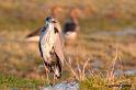 uitpo7600NatureBlankenberge041