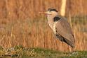 uitpo7601NatureBlankenberge043w