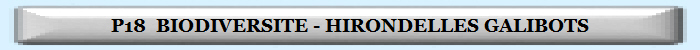 P18  BIODIVERSITE - HIRONDELLES GALIBOTS